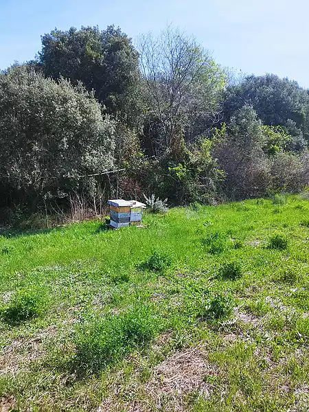 Cultivated land located on the outskirts of Tortellà. - 5