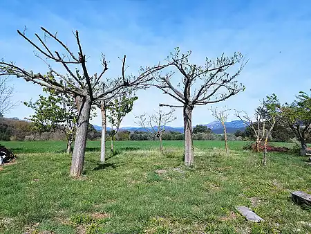 Terreno de cultivo, situado a las afueras de Tortellà. - 2