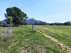 Terreno de cultivo, situado a las afueras de Tortellà.